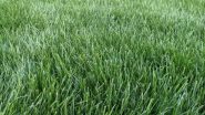 How To Fertilize A Tall Fescue Lawn In Concord NC