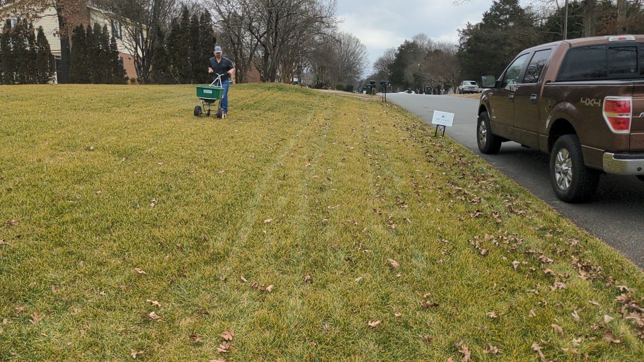 Is my lawn dead or dormant?