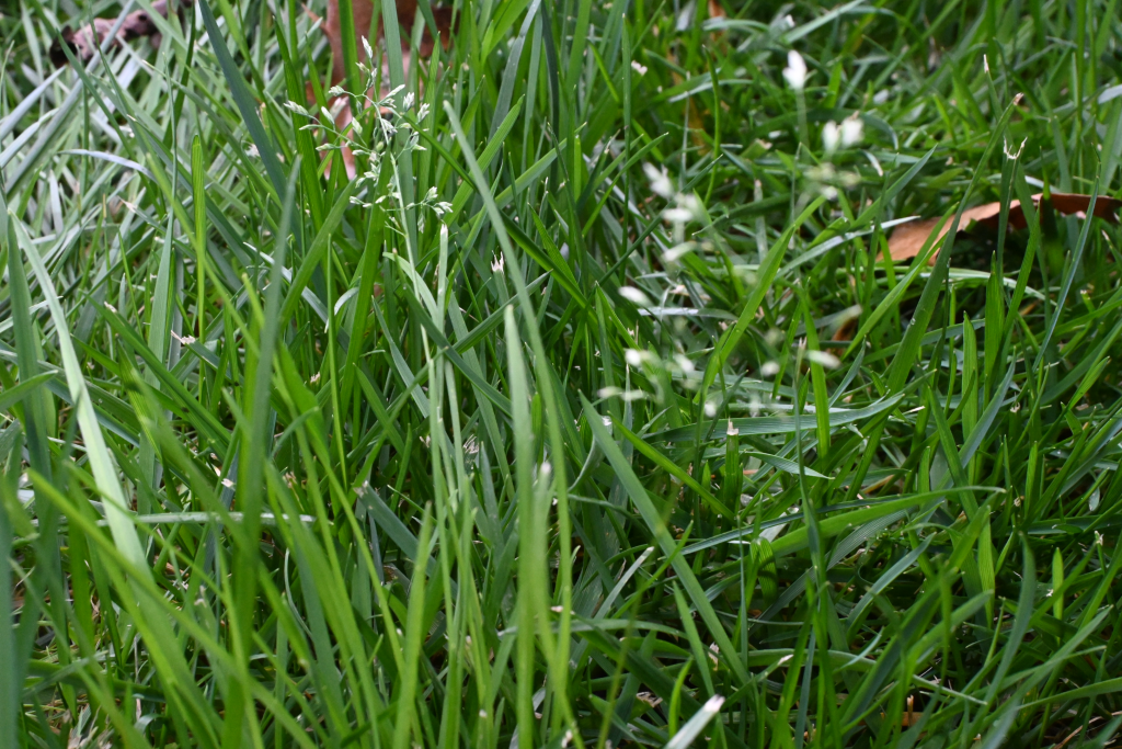 Why is my Lawn Covered in Weeds?
