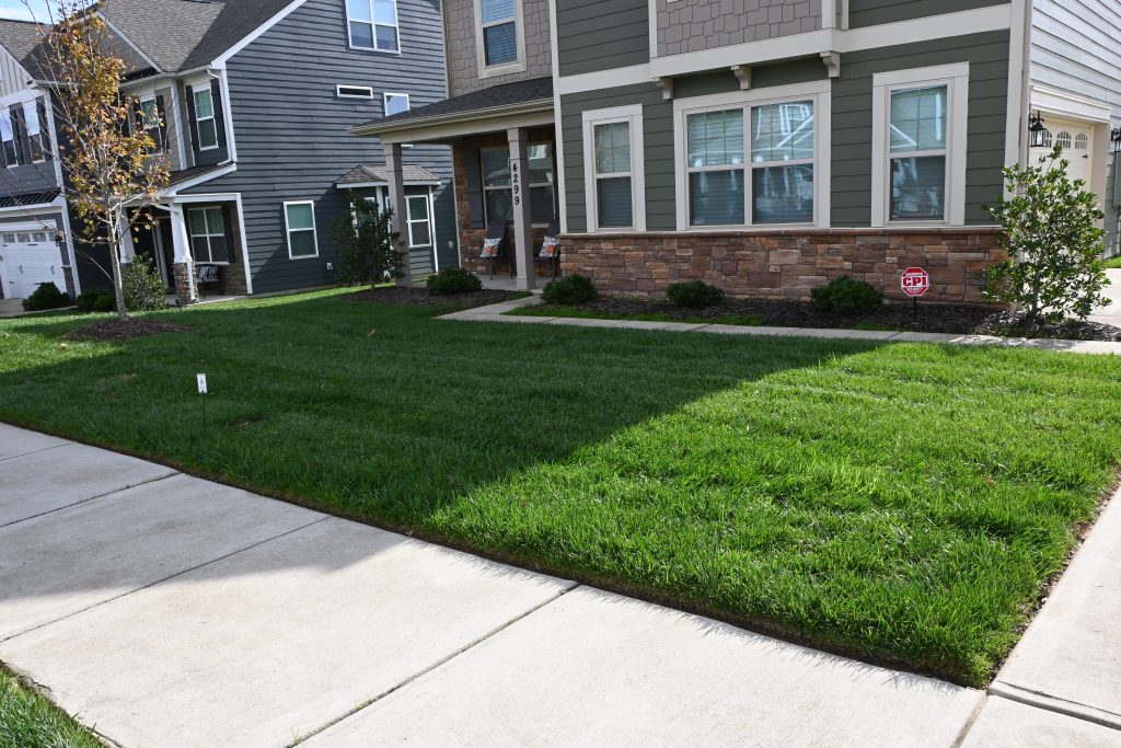 best time for lawn renovation