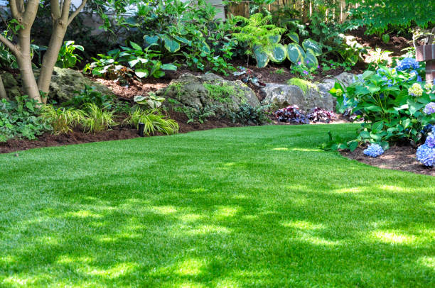 common lawn overseeding mistakes to avoid