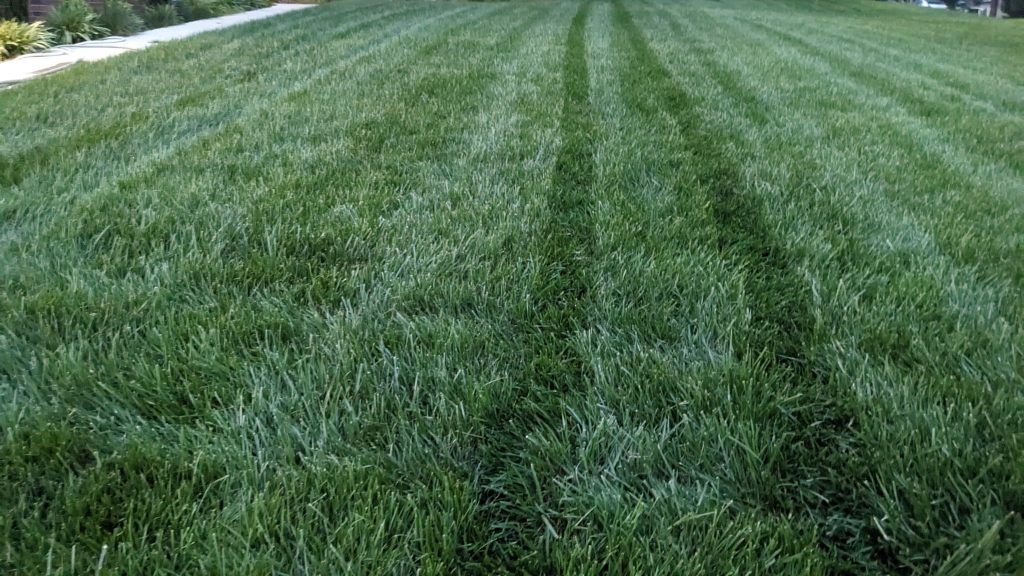 Best Time for Lawn Aeration