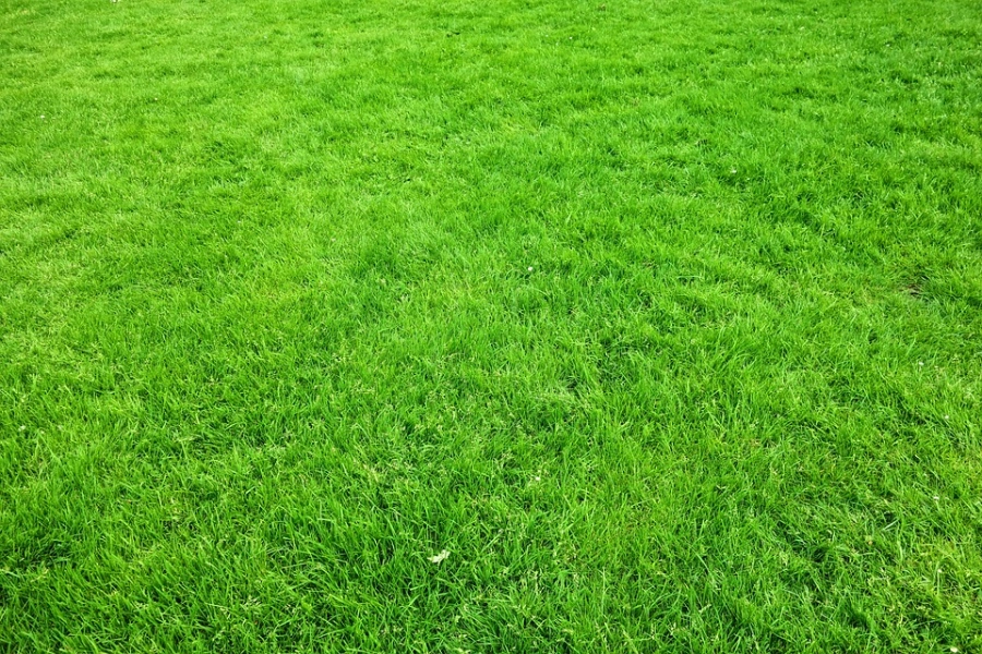 lawn fungicide treatment