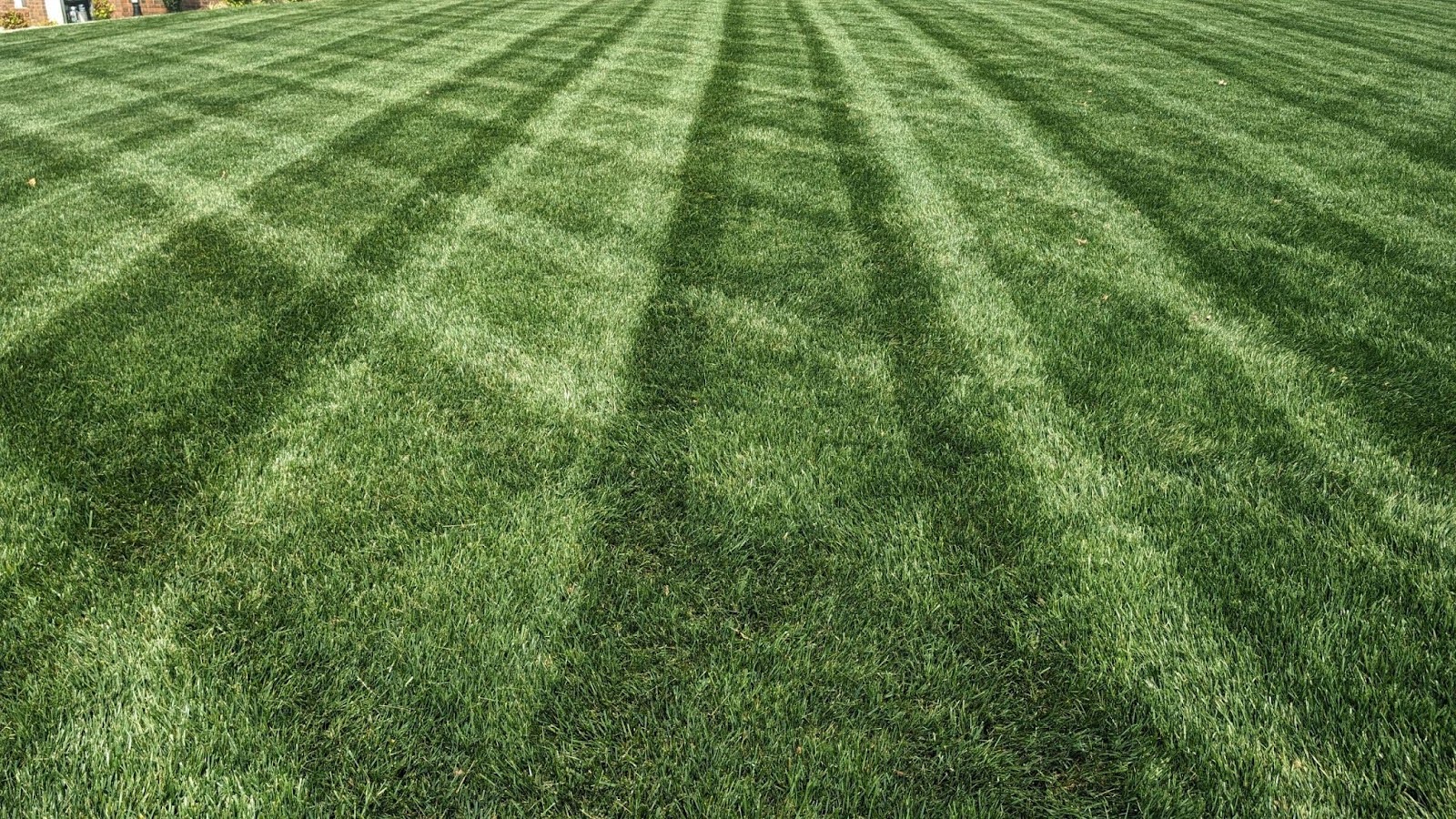 lawn